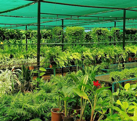 Seedlings growing under nursery shade netting